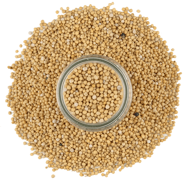 yellow-mustard-seed-3.png|algolia